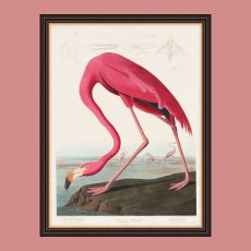 Artwork American Flamingo