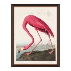 Artwork American Flamingo