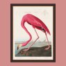 Artwork Artwork American Flamingo